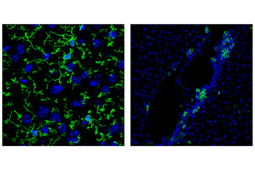 CD11b/ITGAM (M1/70) Rat mAb