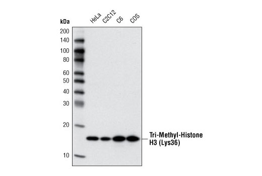 Tri-Methyl-Histone H3 (Lys36) (D5A7) XP Rabbit mAb
