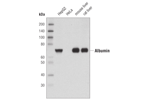 Albumin Antibody