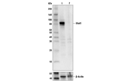 Stat1 (D4Y6Z) Rabbit mAb