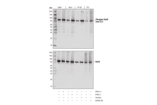 Phospho-Stat3 (Ser727) (D8C2Z) Rabbit mAb