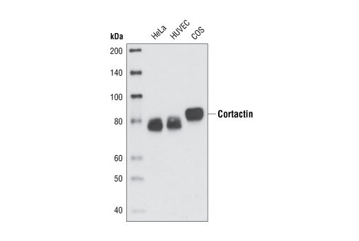 Cortactin (H222) Antibody