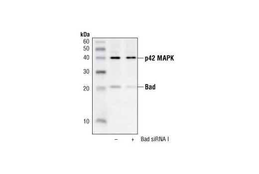 Bad Antibody