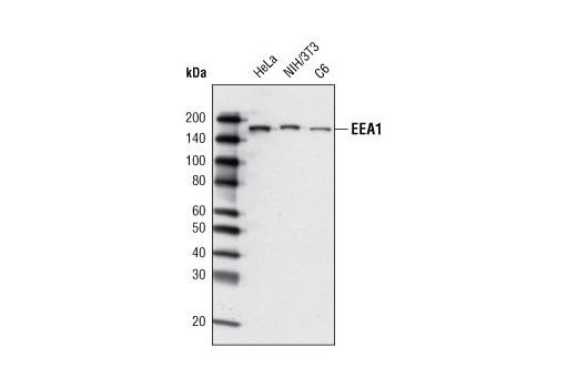 EEA1 (C45B10) Rabbit mAb