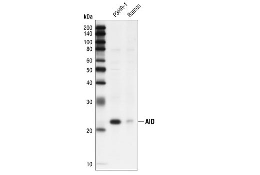 AID (L7E7) Mouse mAb