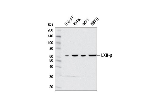 LXR-β (D6M9D) Rabbit mAb