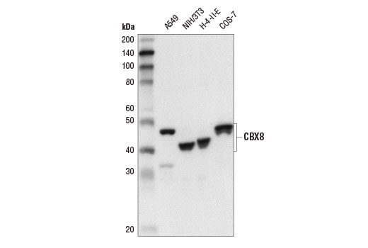 CBX8 (D2O8C) Rabbit mAb