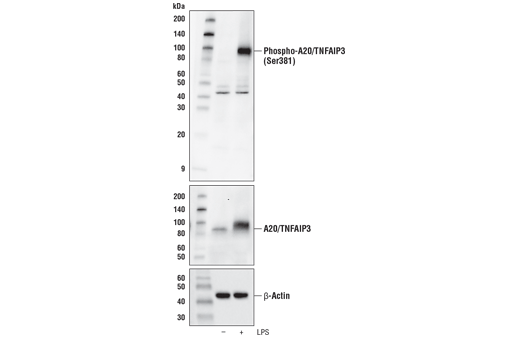 Phospho-A20/TNFAIP3 (Ser381) Antibody
