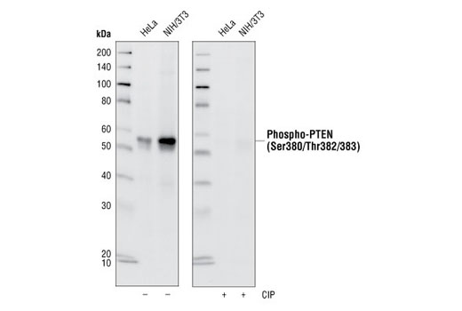 Phospho-PTEN (Ser380/Thr382/383) (44A7) Rabbit mAb