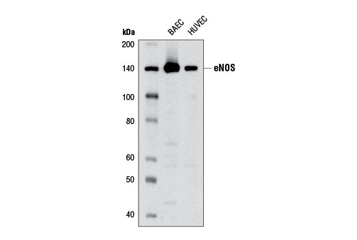 eNOS (6H2) Mouse mAb