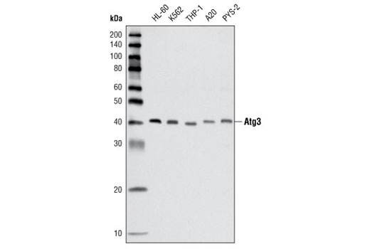 Atg3 Antibody