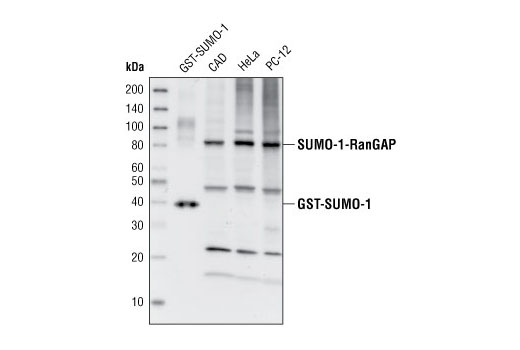 SUMO-1 Antibody