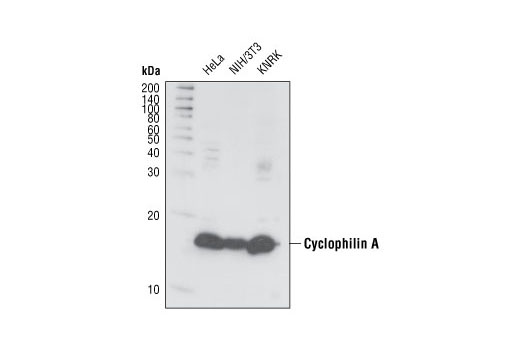 Cyclophilin A Antibody