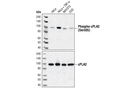 cPLA2 Antibody