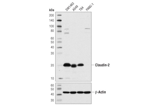 Claudin-2 (E1H9O) Rabbit mAb