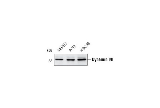 Dynamin I/II Antibody