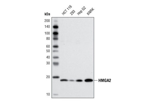 HMGA2 Antibody