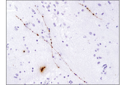 Orexin (D6G9T) Rabbit mAb
