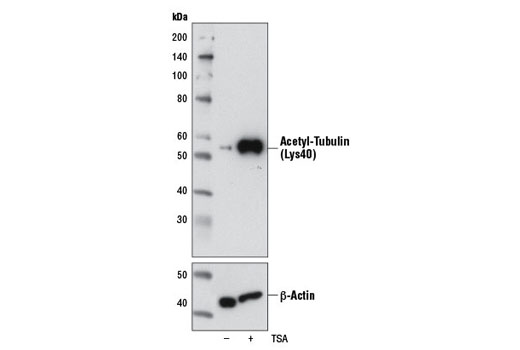 Acetyl-α-Tubulin (Lys40) (6-11B-1) Mouse mAb