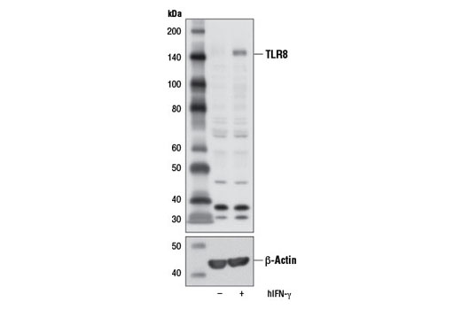 Toll-like Receptor Antibody Sampler Kit II