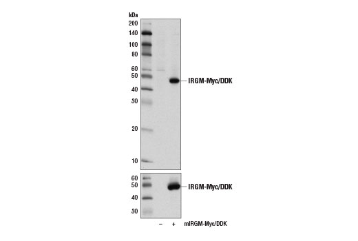 IRGM Antibody (Rodent Specific)