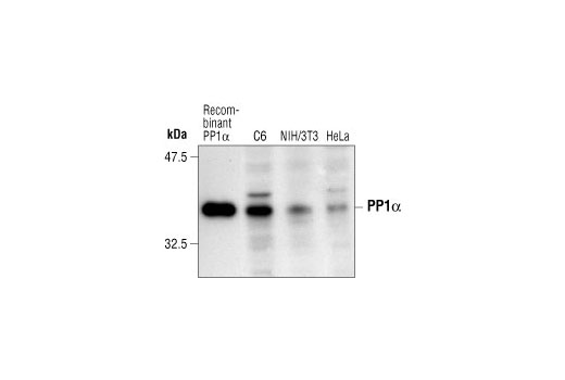 PP1α Antibody