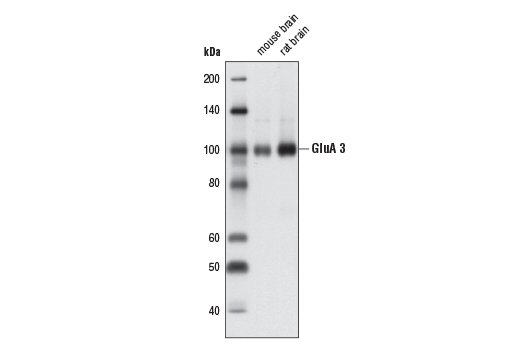 AMPA Receptor 3 (GluA 3) (D47E3) Rabbit mAb