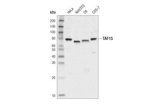 TAF15 (D8V6Q) Rabbit mAb