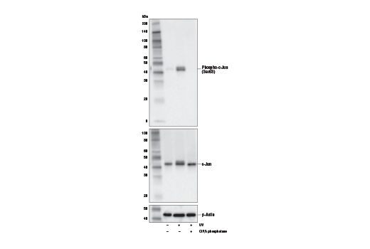Phospho-c-Jun (Ser63) (E6I7P) XP Rabbit mAb