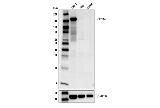 CD11c (D3V1E) XP Rabbit mAb