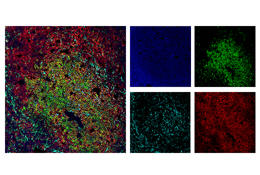 CD3 (17A2) Rat mAb (FITC Conjugate)