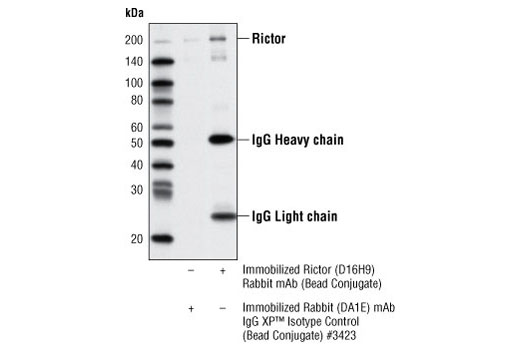 Rictor (D16H9) Rabbit mAb (Sepharose Bead Conjugate)