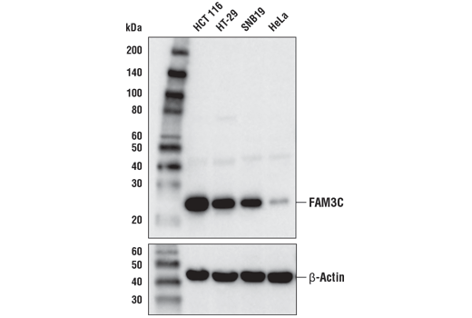 FAM3C (D1S2D) XP Rabbit mAb