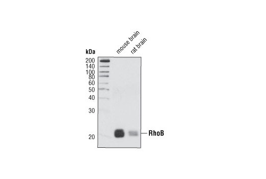 RhoB Antibody