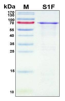 Recombinant SARS-CoV-2 Spike Protein, S1 Subunit