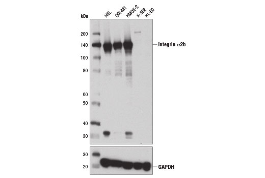 Integrin α2b (D8V7H) Rabbit mAb