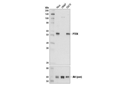 PTEN (D3Q6G) Mouse mAb
