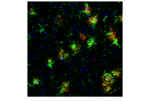 CD45 (30-F11) Rat mAb