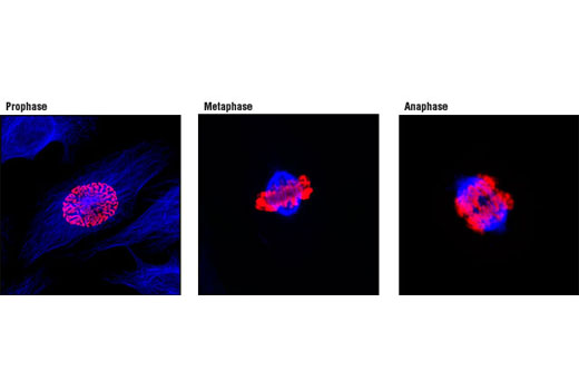 Phospho-Histone H3 (Ser10) (D2C8) XP Rabbit mAb (Alexa Fluor 555 Conjugate)