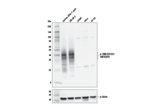 4-1BB/CD137/TNFRSF9 (E6Z7F) XP Rabbit mAb