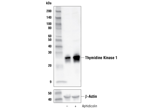 Aphidicolin
