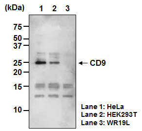 Anti-CD9 mAb-Biotin