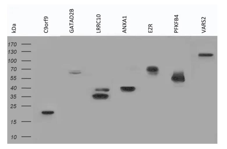 7E11, Anti-V5 tag monoclonal antibody