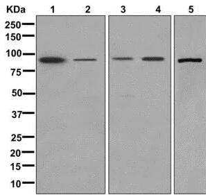 Anti-ALDH1L1 antibody [EPR12743(B)]