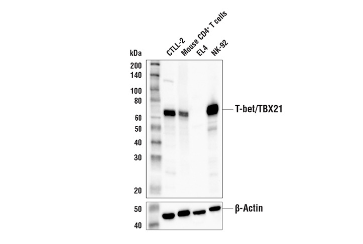 T-bet/TBX21 (E4I2K) Rabbit mAb