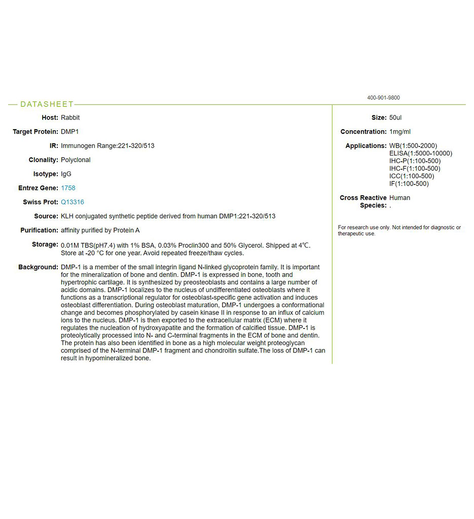 牙本质基质蛋白1抗体