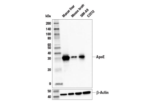ApoE (E7X2A) Rabbit mAb