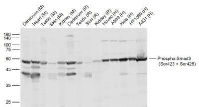 磷酸化细胞信号转导分子SMAD3抗体