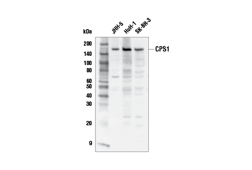 CPS1 Antibody
