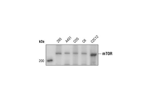 Cannabinoid Receptor 1 Downstream Signaling Antibody Sampler Kit